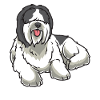 Nederlandse Schapendoes Dog