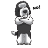 Sturer Sheepadoodle Chien