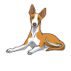 Podenco Dog