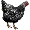 Wyandotte Huhn (Illustration)