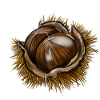 Brown, chestnut