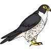falcon