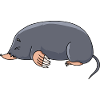 mole