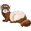 ferret