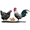 Famiglia di polli (gallo, gallina, pulcino)