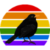 Blackbird Bird Rainbow Diversity Songbird