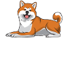 Akita Inu Dog