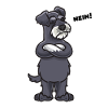 Sturer Zwergschnauzer