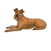 Irish Terrier