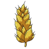 Weizen Landwirt