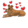 Sturer Irish Terrier