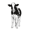 cow