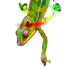 chameleon