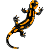 Salamander - Feuersalamander