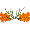 Plantes d’argousier BAIES D’ARGOUSIER