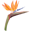 Strelitzia