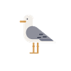 Seagull Bird Sea Animal