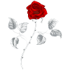 Enterrement funéraire de rose