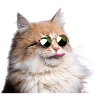 KATZE COOL