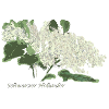 Schwarzer Holunder