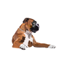 Boxer Dog Récupérez-le vous-même