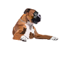Boxer Dog Dogs Are Cool But Boxers Are Coolest