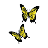Gelbe Schmetterlinge