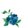 Blaubeere