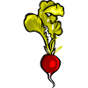 radish