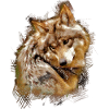 Grauwolf mexikanikanika
