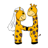 Married giraffes
