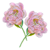 Pink peonies