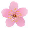 Cherry blossom