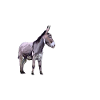 Funny donkey love farmer