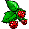 raspberries