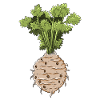 celery