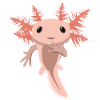 Cute Baby Axolotl