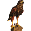 Reddish-reddish hawk