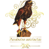 Reddish-reddish hawk