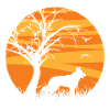 Swiss White Shepherd Sunrise
