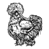 Silk Chicken Drawing