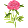peony