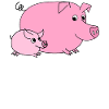 pig