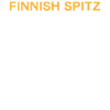 Finnish Spitz Guide To Training