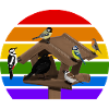 Birdhouse Bird Rainbow Variety Songbird