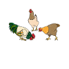 chicken