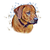 Rhodesian Ridgeback Portrait Hundebesitzer