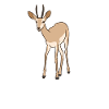 J’aime vraiment les gazelles