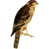 Oiseaux de proie Faucon
