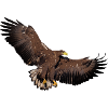 Adler later